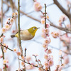 美味しそうな蜜どこに⁇