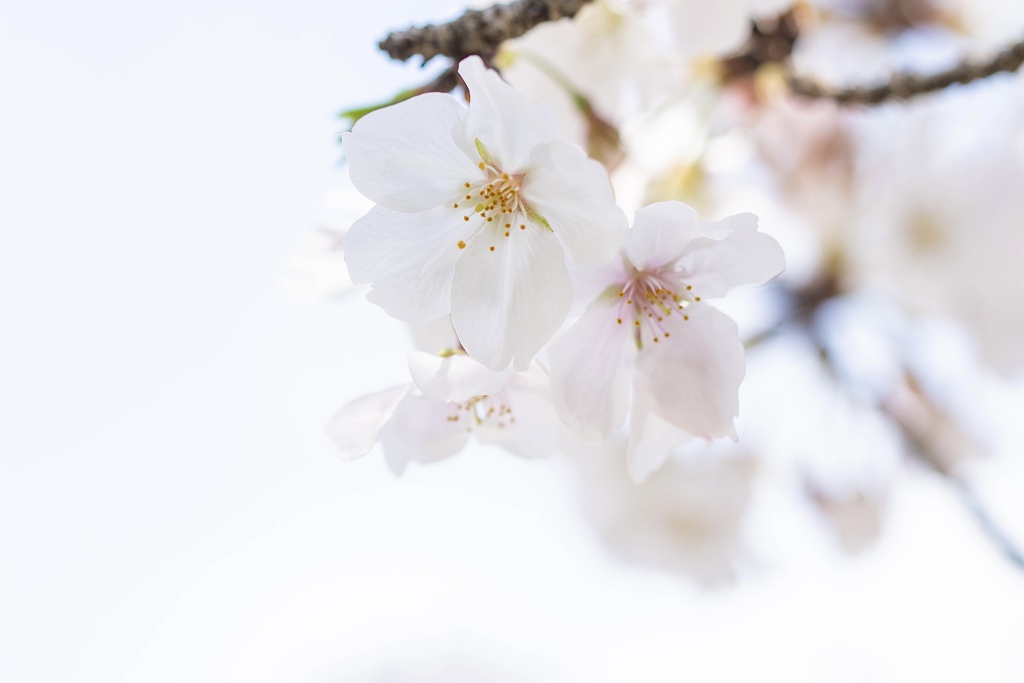 桜