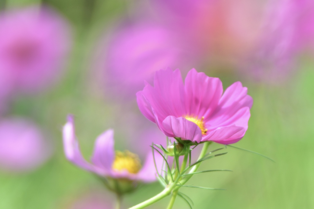 秋桜