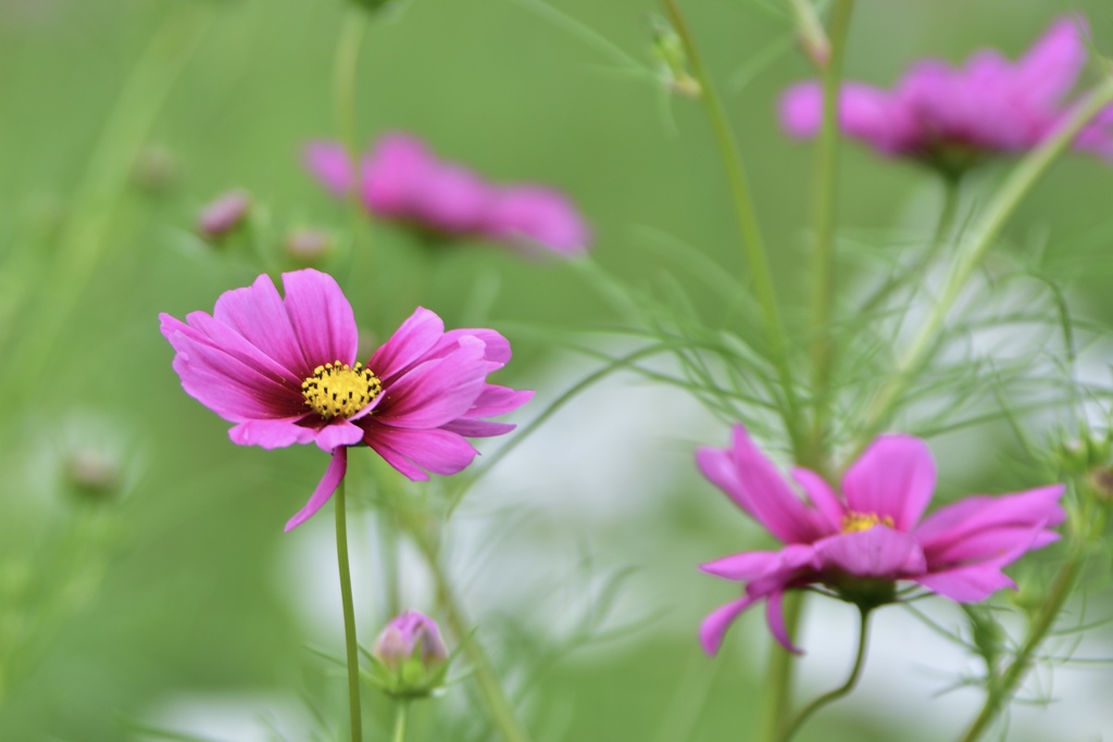 秋桜