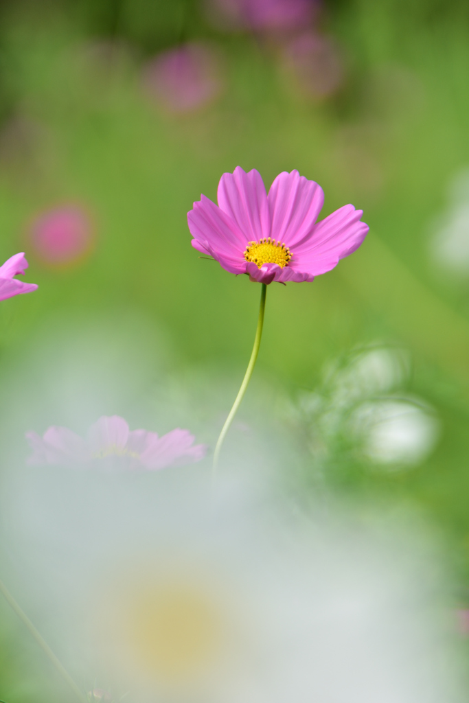 秋桜