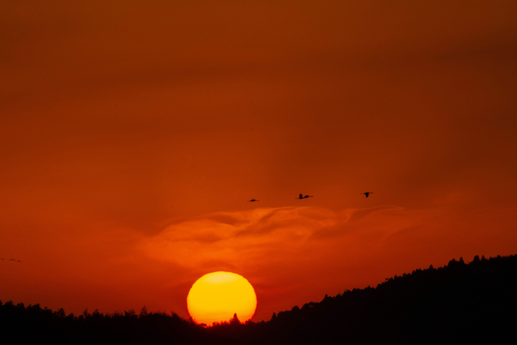 夕景の中の鶴