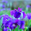 菖蒲　２