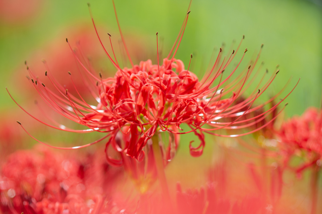 曼珠沙華