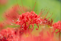 曼珠沙華