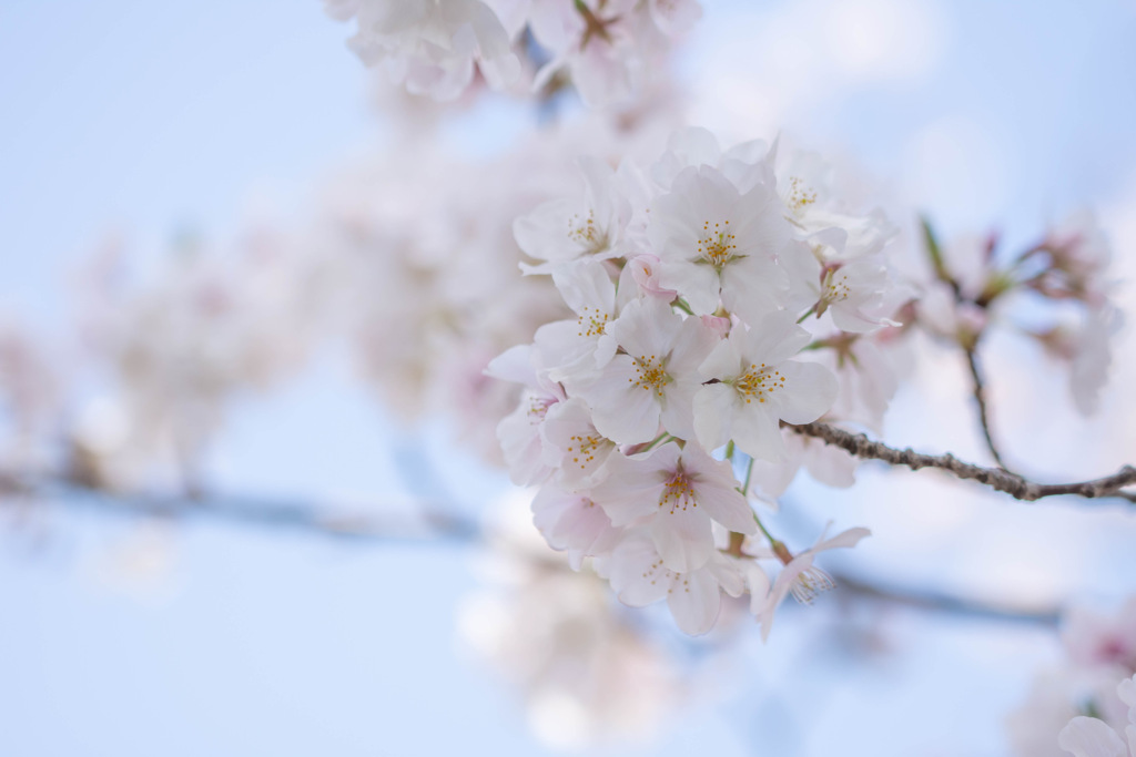 桜