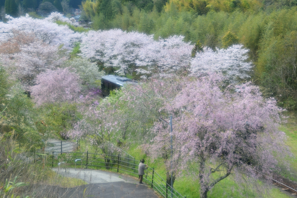 桜のアーチの中を、はやとの風駆け抜けて