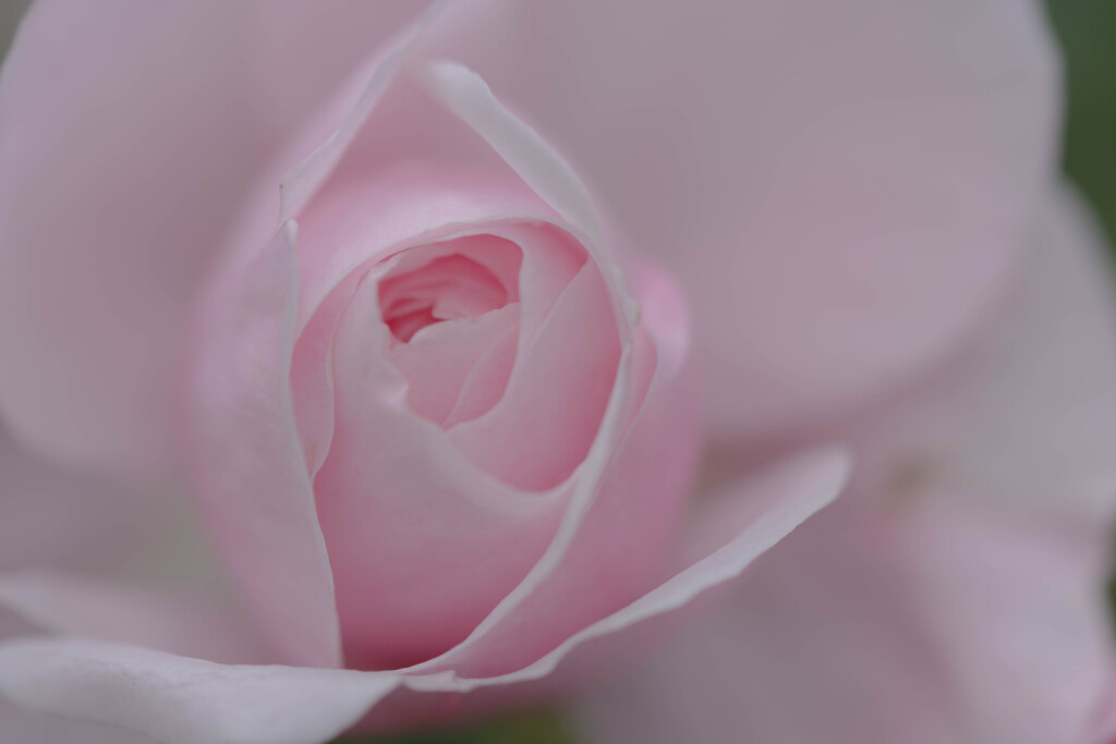 薔薇