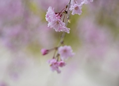 枝垂れ桜