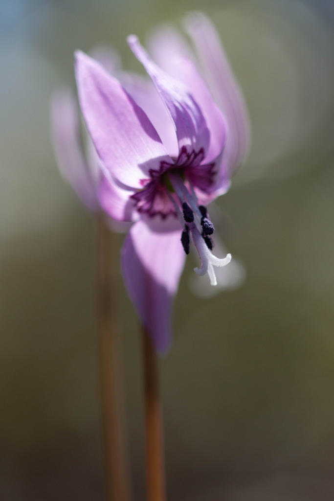 カタクリの花