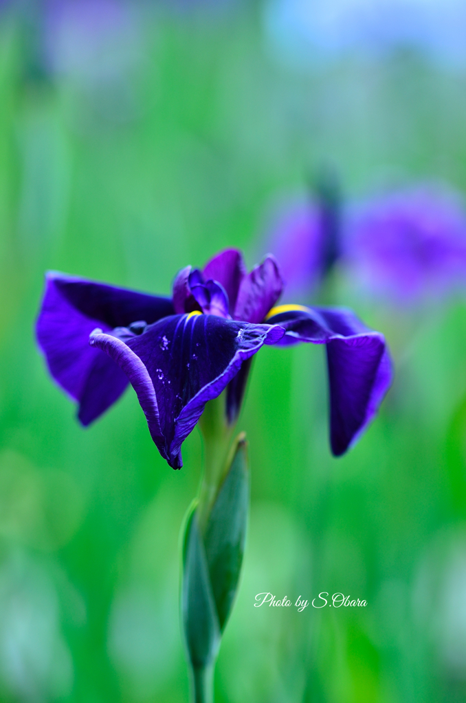 菖蒲
