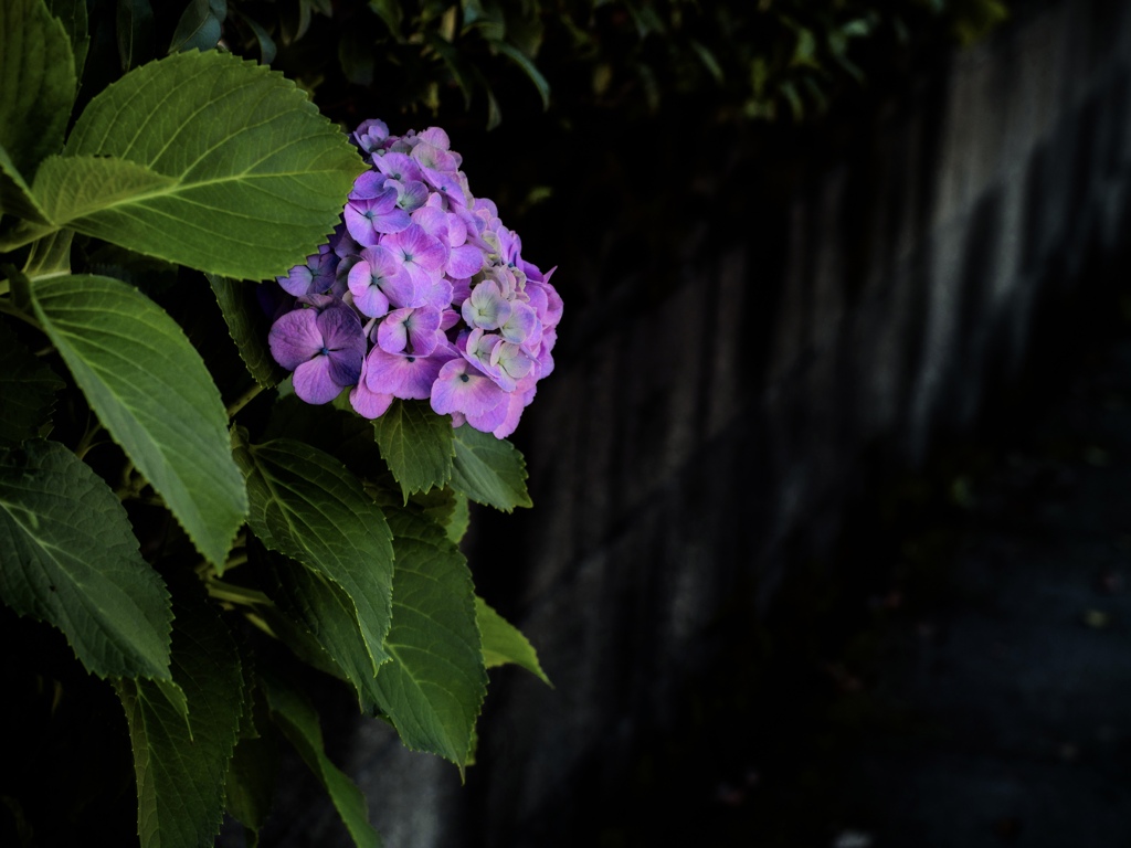 紫陽花