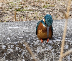 カワセミ