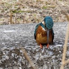 カワセミ
