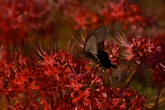 深紅の中の蝶
