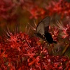 深紅の中の蝶