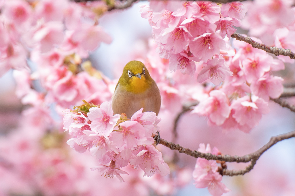 蜜美味しいよ〜