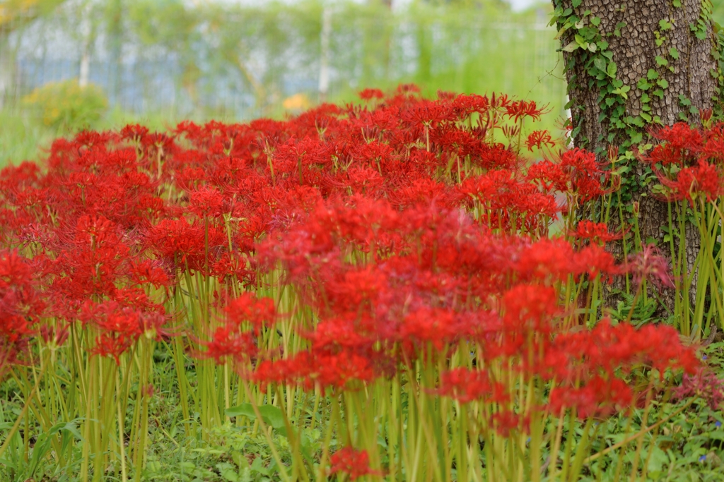 彼岸花咲く頃