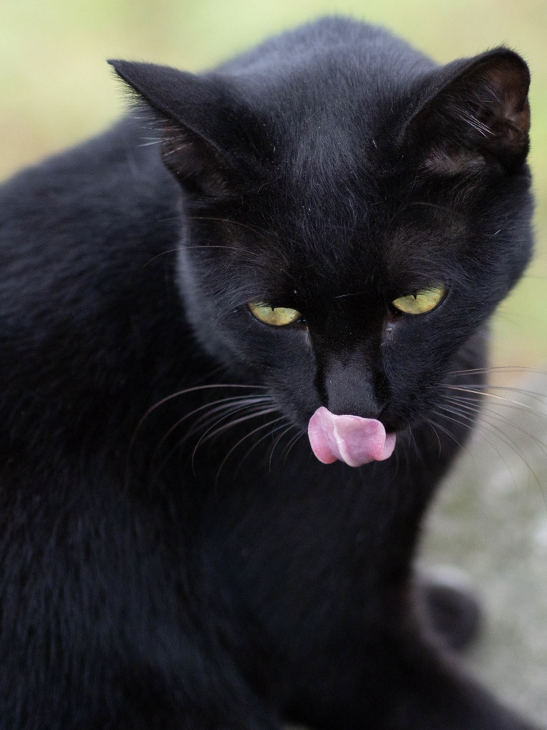 黒猫ちゃん