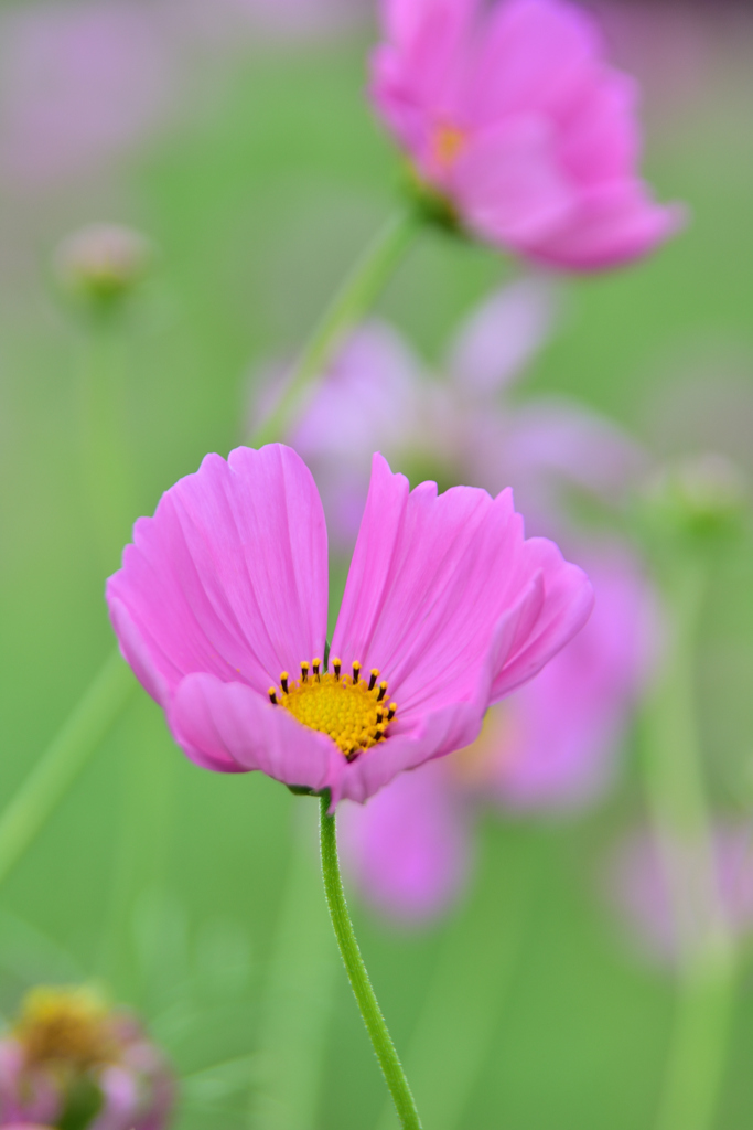 秋桜