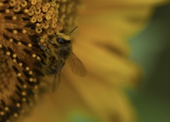 花粉まみれの蜂さん