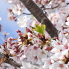 芽吹き