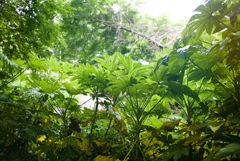 DSC00329