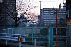朝散歩②