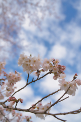 青空と雲とお花