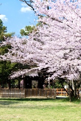 上賀茂神社の桜