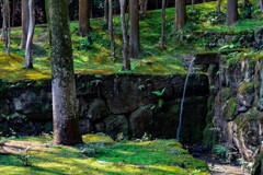 水の走る苔庭