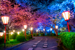 夜桜と灯籠