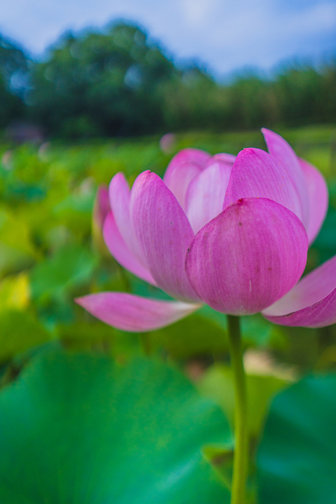 蓮の花