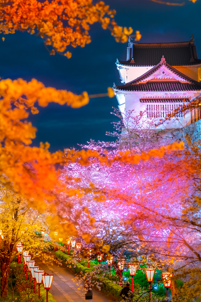 津山城夜桜