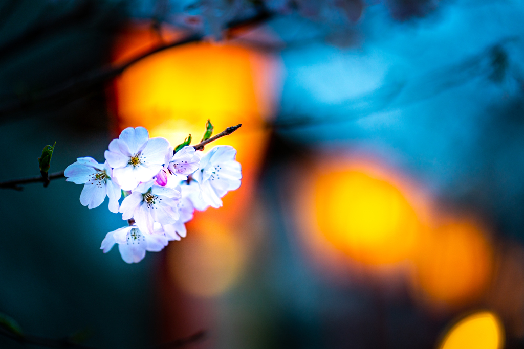 夜桜2