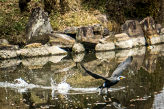 鳥