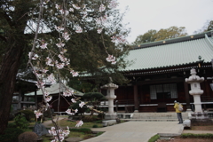 安養院の桜 5