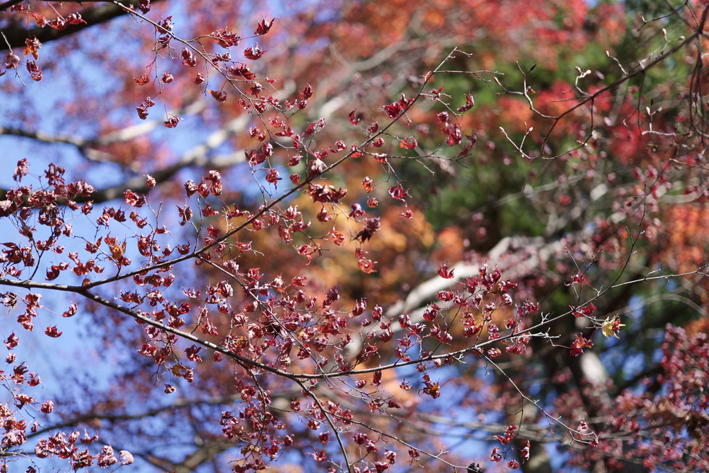 12月の万華鏡