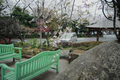 安養院の桜 4