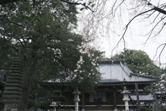 安養院の桜 1