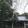 安養院の桜 1