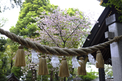 氷川神社の桜 4