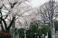 安養院の桜 3