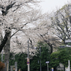 安養院の桜 3