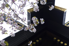 氷川神社の桜 ３