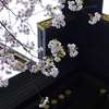氷川神社の桜 ３