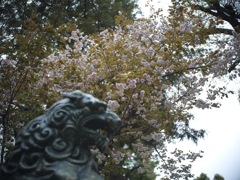 氷川神社の桜 1