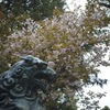 氷川神社の桜 1