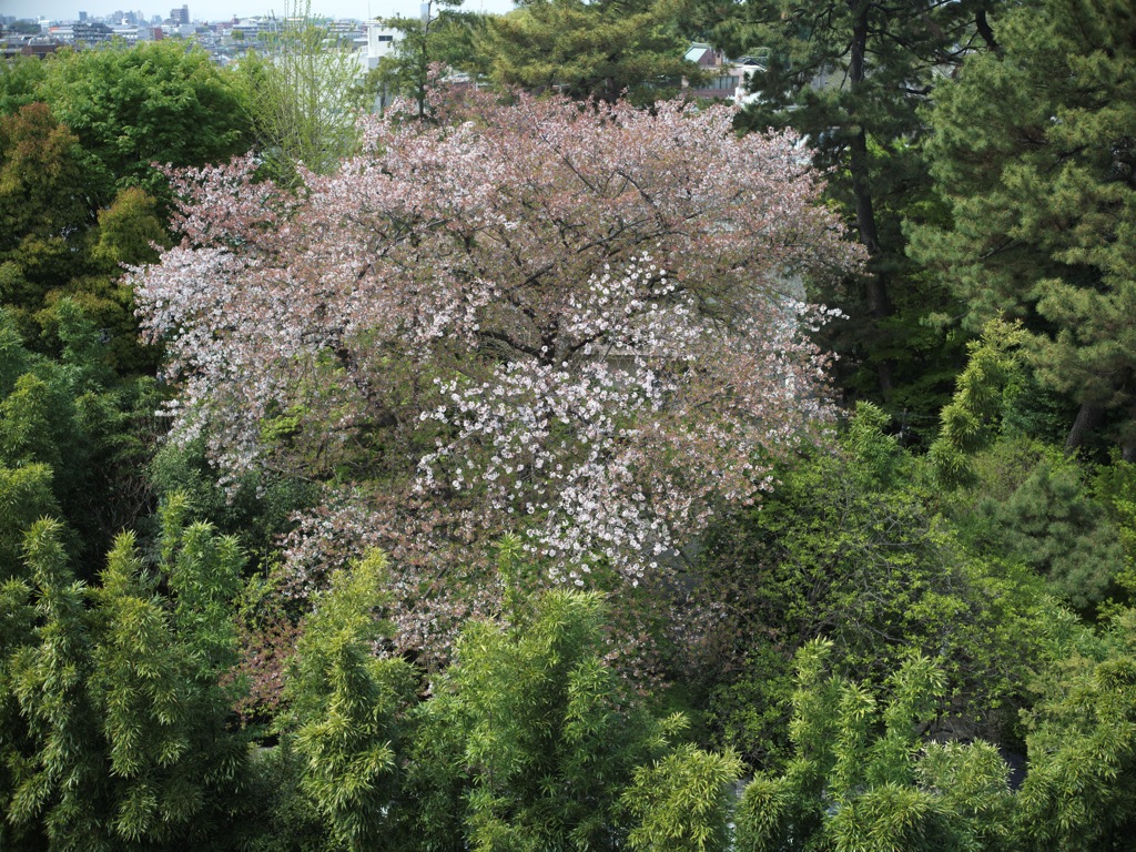 氷川神社の桜 2