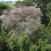 氷川神社の桜 2